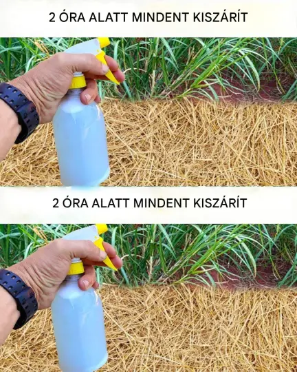 A legjobb házi készítésű gyomirtó: méregmentes (2 óra alatt mindent megszárít)
